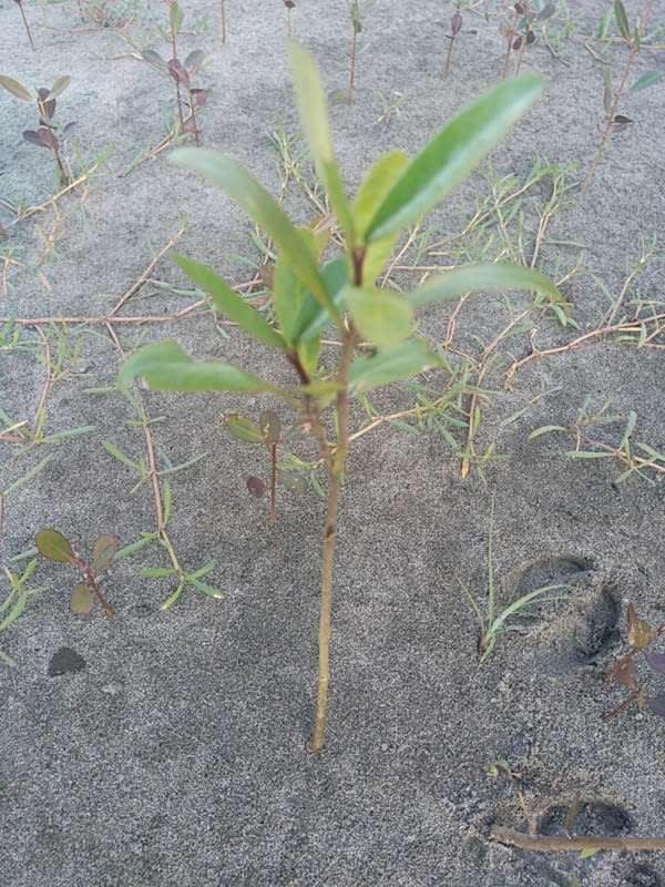tree image