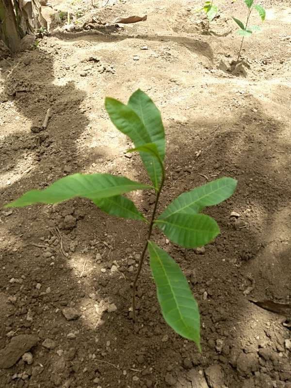 tree image