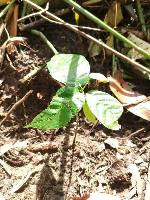tree image