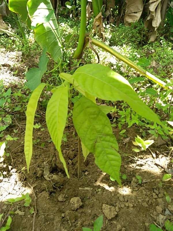 tree image