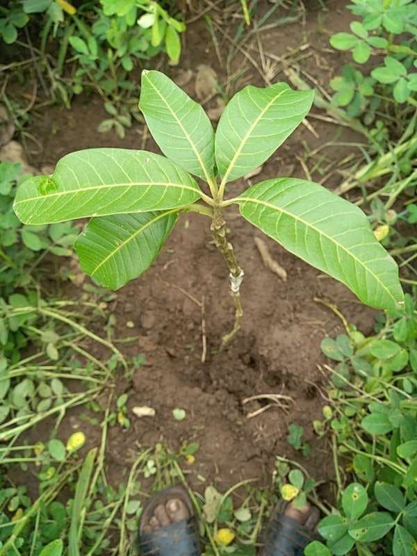 tree image