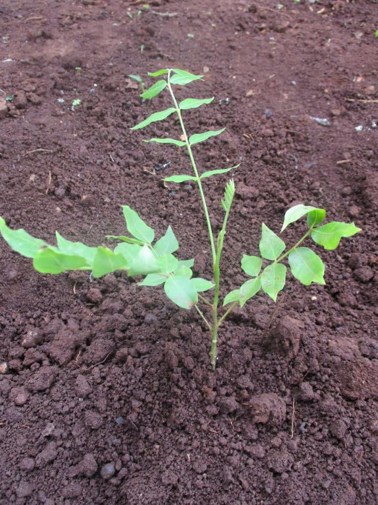 tree image