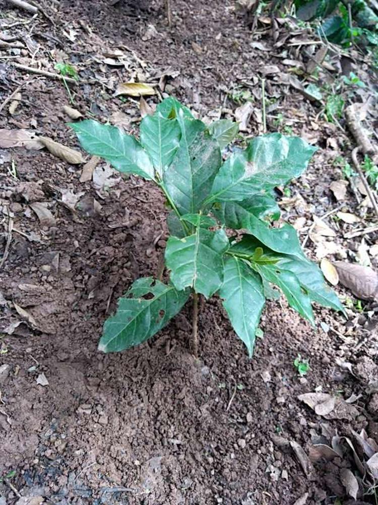tree image