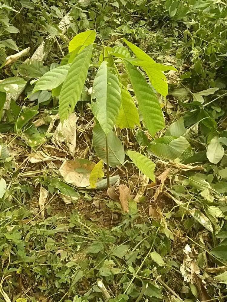 tree image