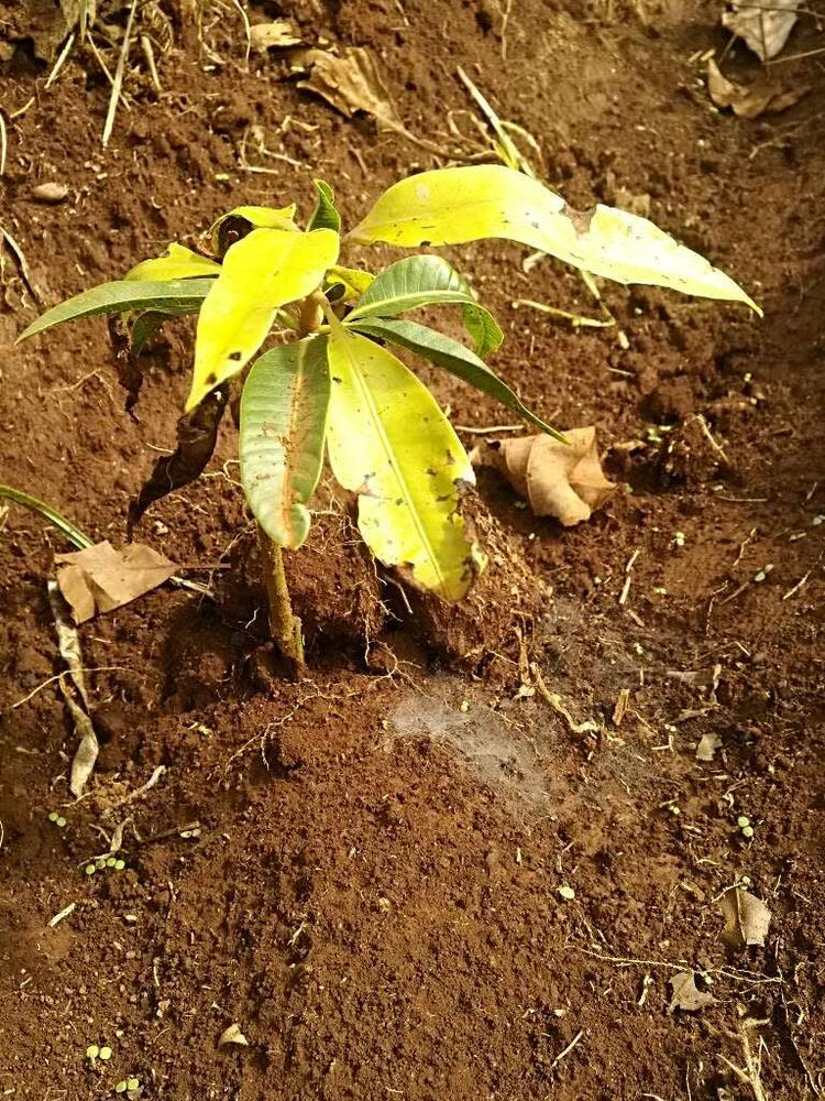 tree image