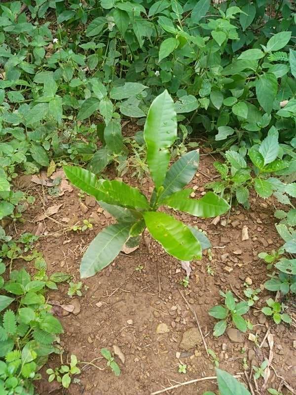 tree image