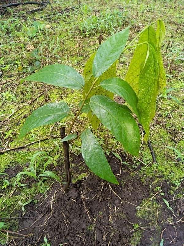 tree image