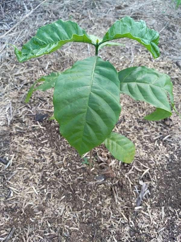 tree image