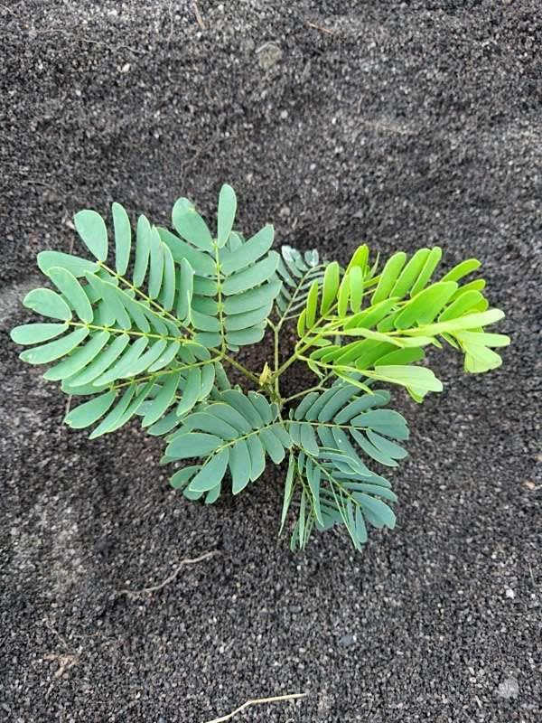 tree image