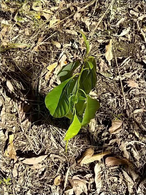 tree image
