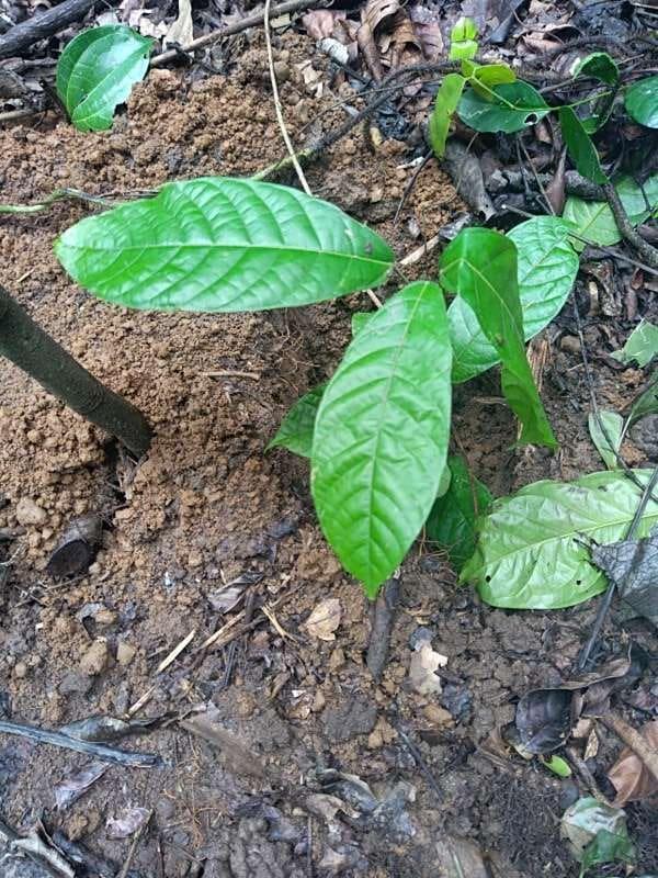 tree image