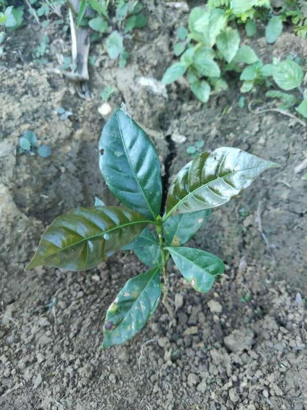 tree image