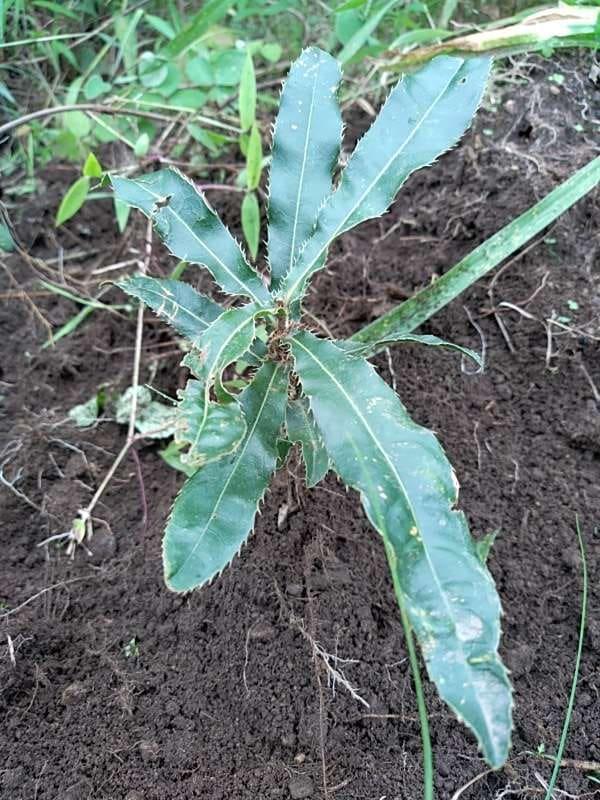 tree image