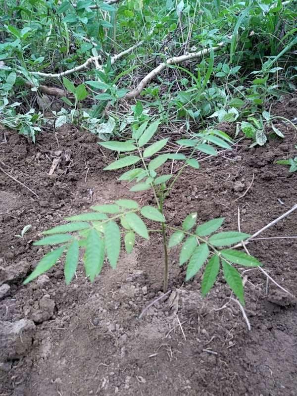 tree image