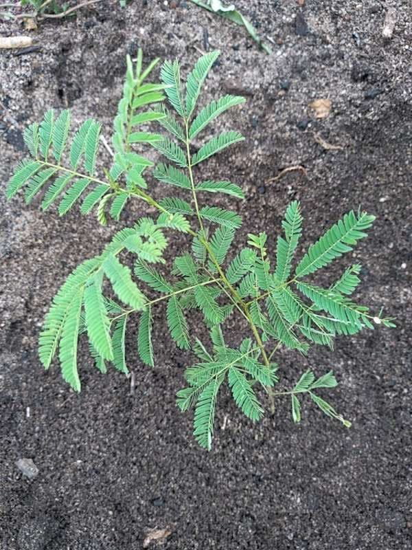 tree image