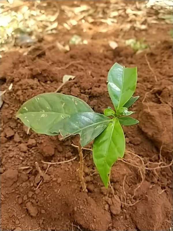 tree image