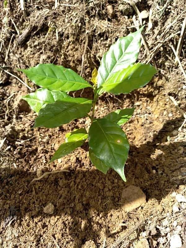 tree image