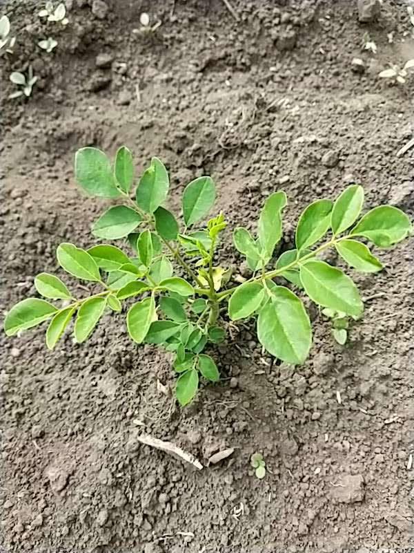tree image