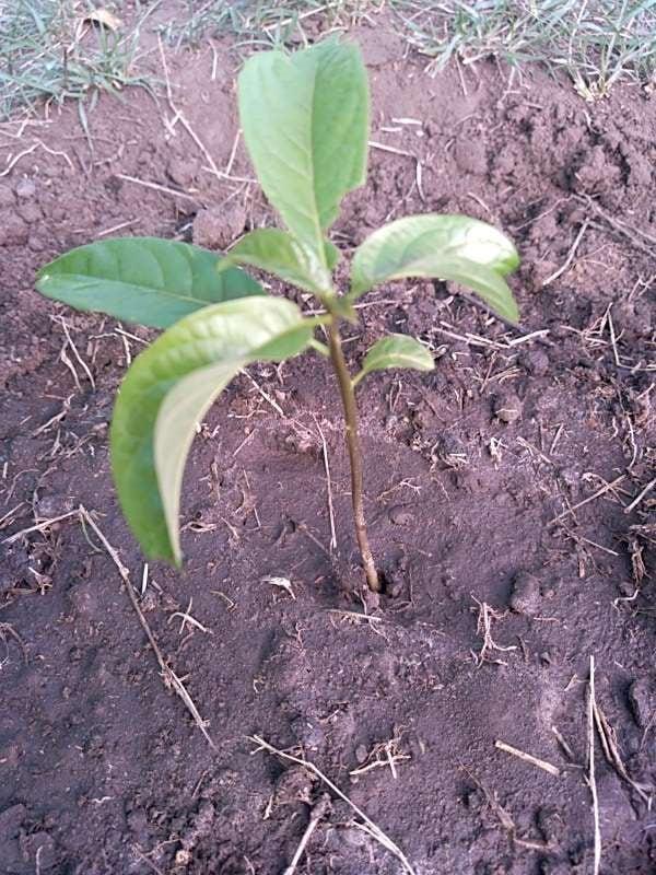 tree image