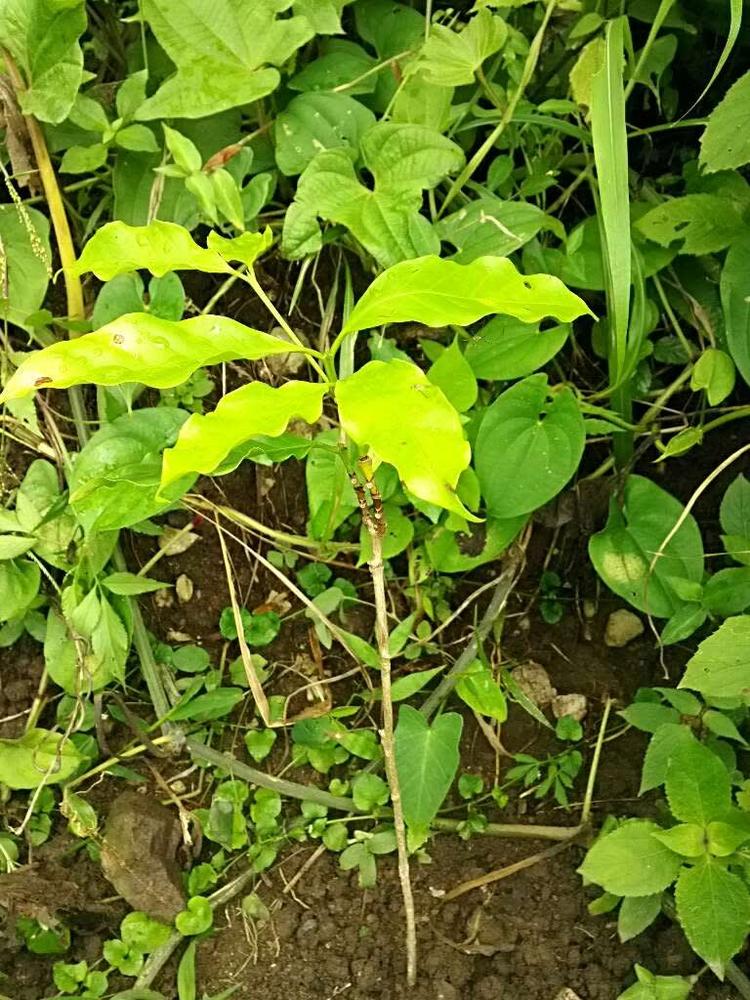 tree image
