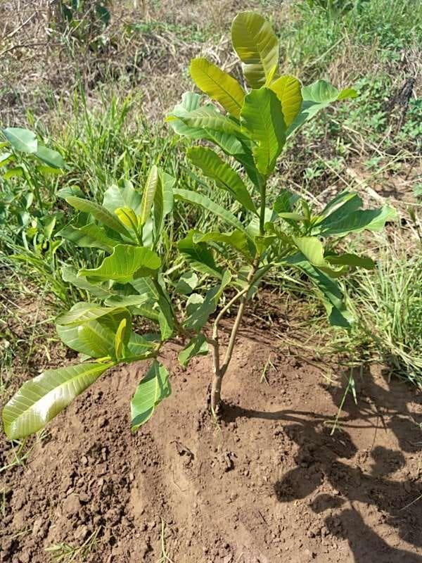 tree image