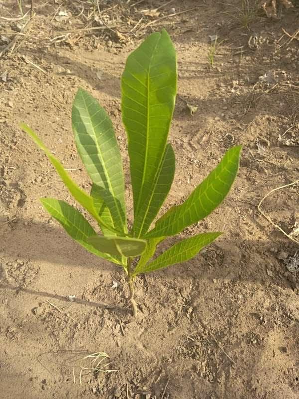 tree image
