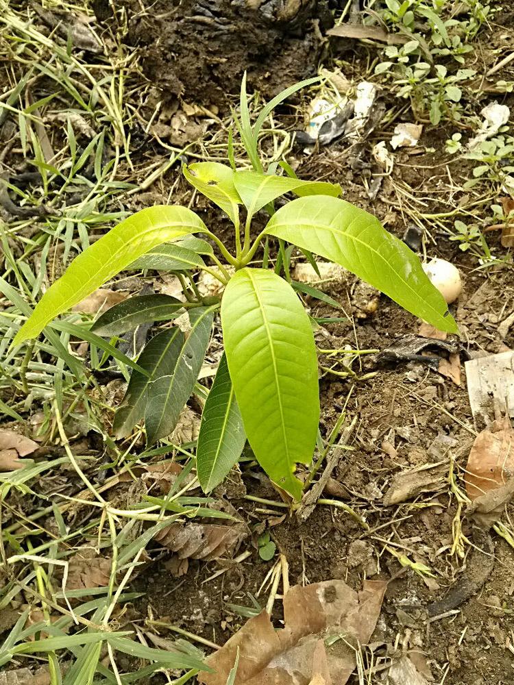 tree image