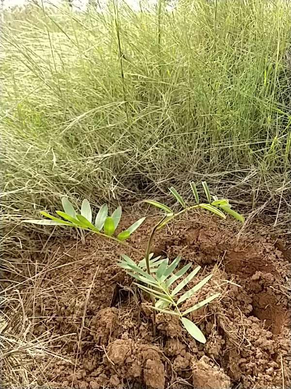 tree image