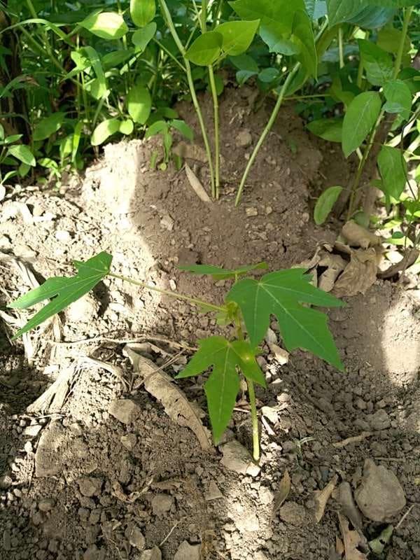 tree image