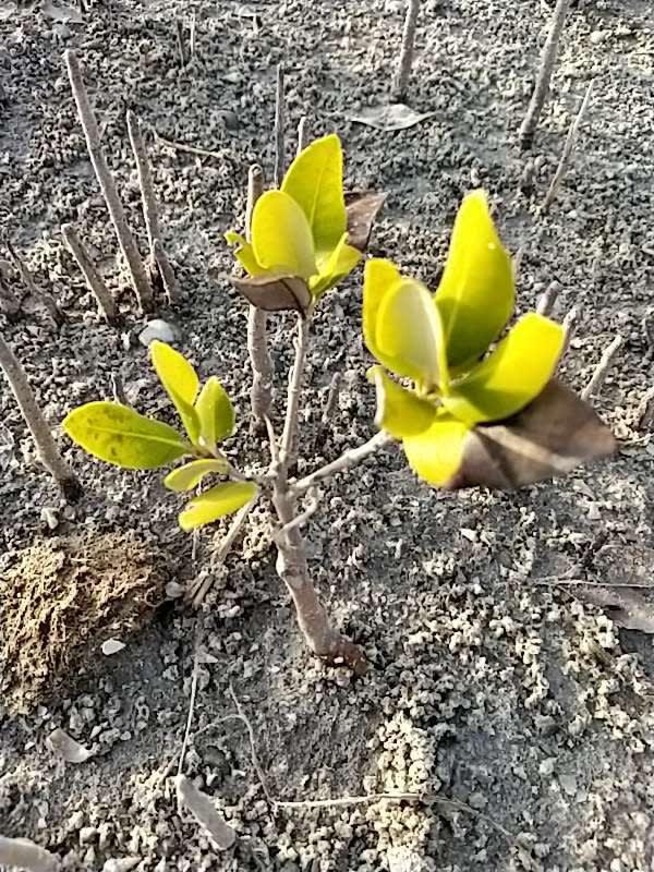 tree image