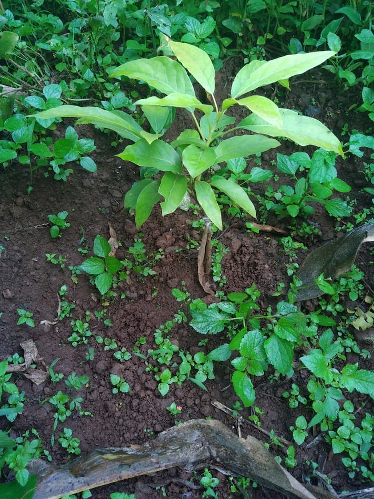 tree image