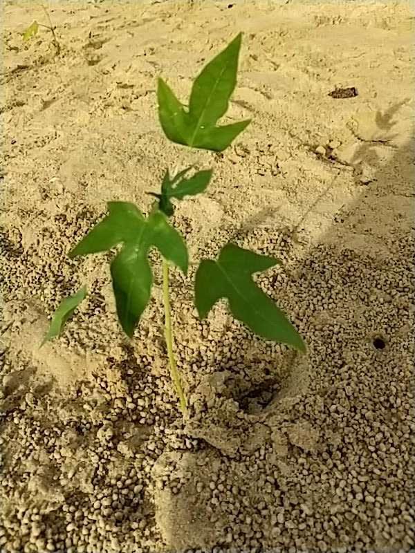 tree image