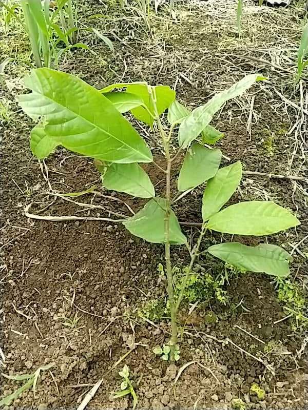 tree image