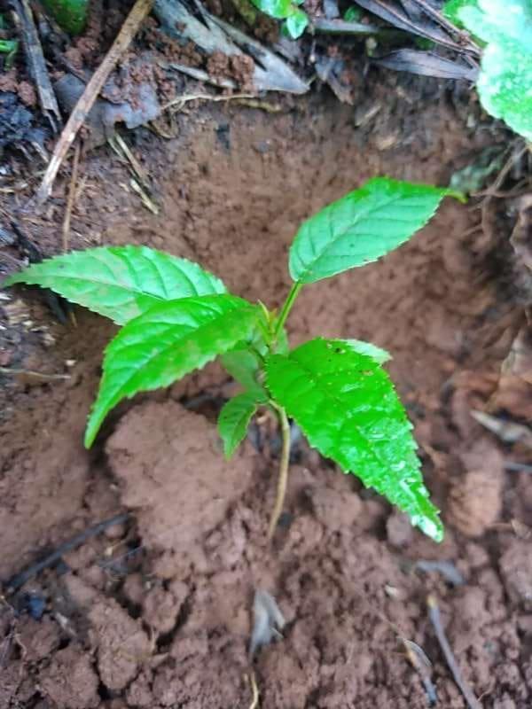 tree image