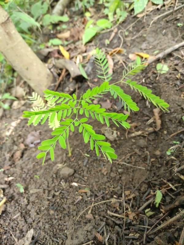 tree image