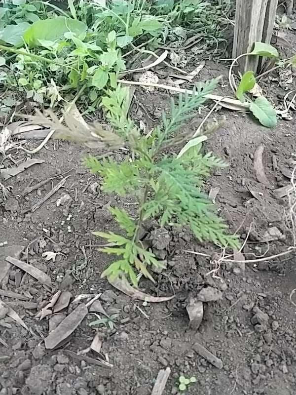 tree image