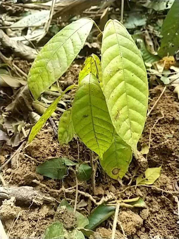 tree image