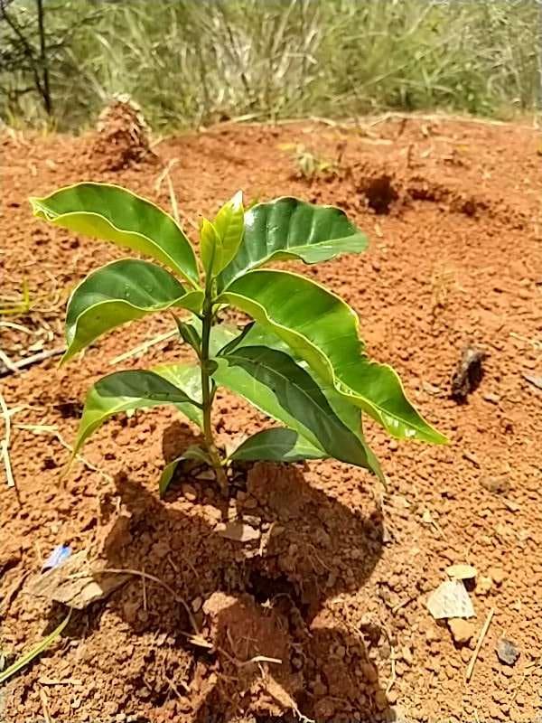 tree image