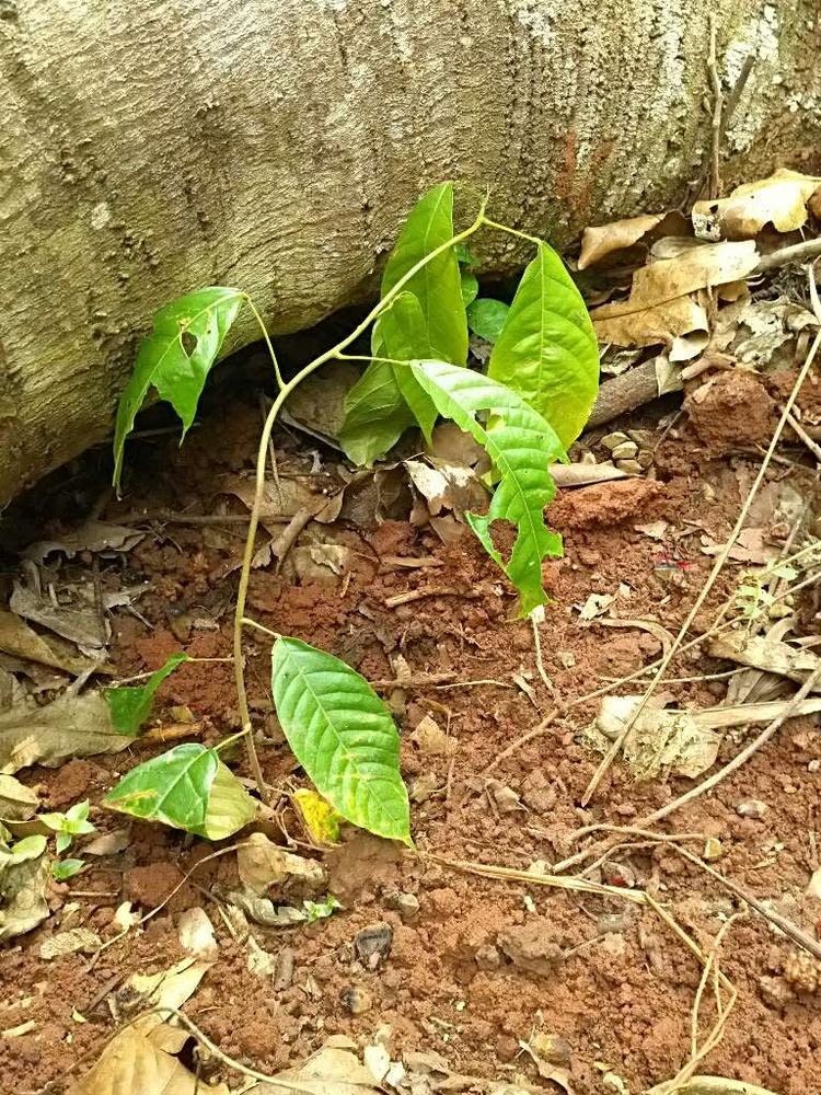 tree image