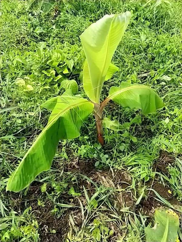 tree image
