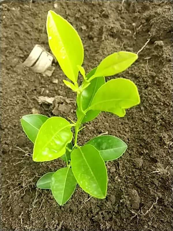 tree image