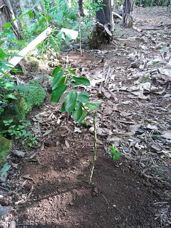 tree image