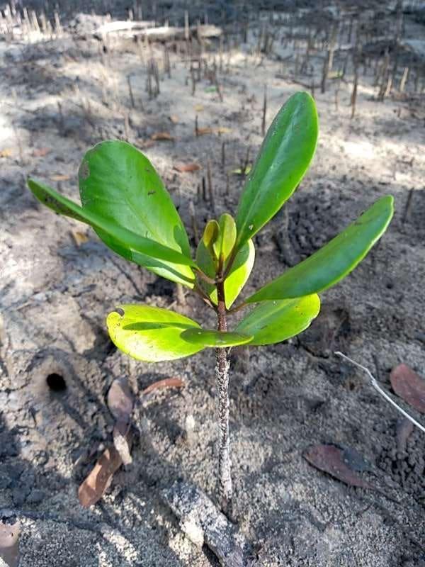 tree image