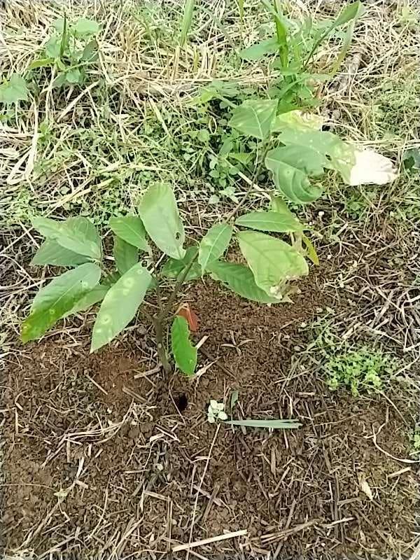 tree image