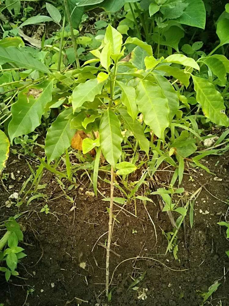 tree image