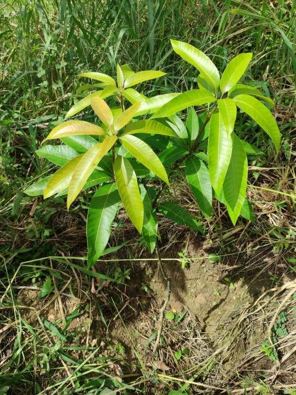 tree image