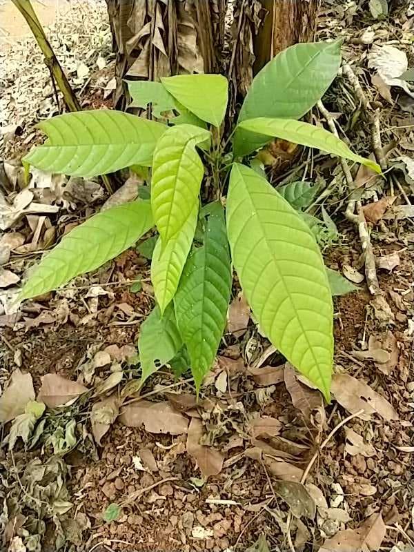 tree image