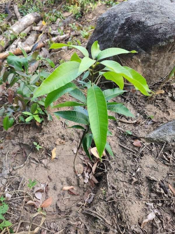 tree image