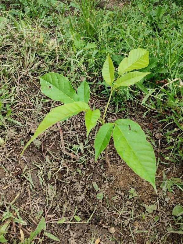 tree image