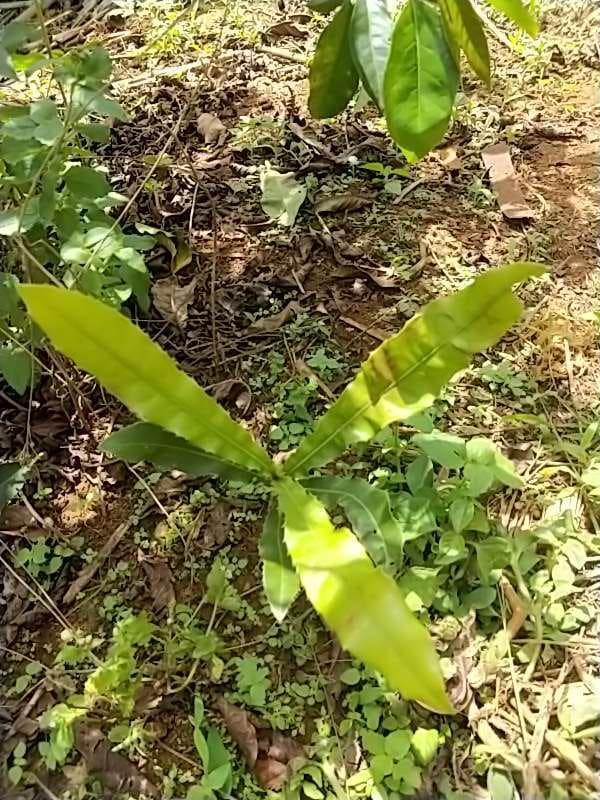 tree image